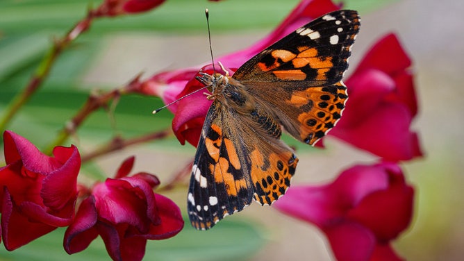 A painted lady butterfly rests on a flowering bush on May 11, 2024, in Gulf Shores, Alabama.