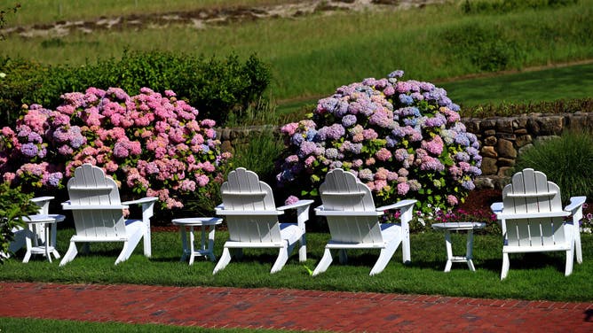Flowering hydrangeas