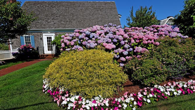 Flowering hydrangeas