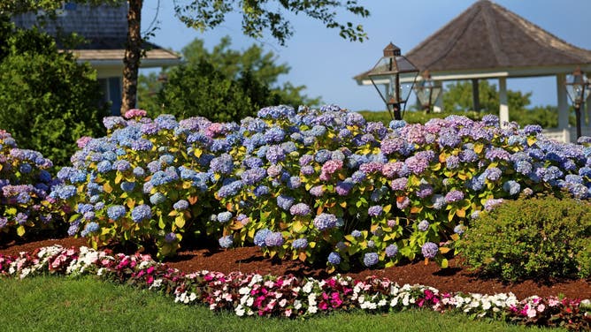Flowering hydrangeas