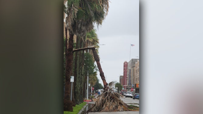 A palm tree lays on Church Street after it broke due to Hurricane Beryl on Monday, July 8, 2024.