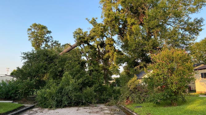 This image shows a massive tree in Houston that fell during Hurricane Beryl on Monday, July 8, 2024.