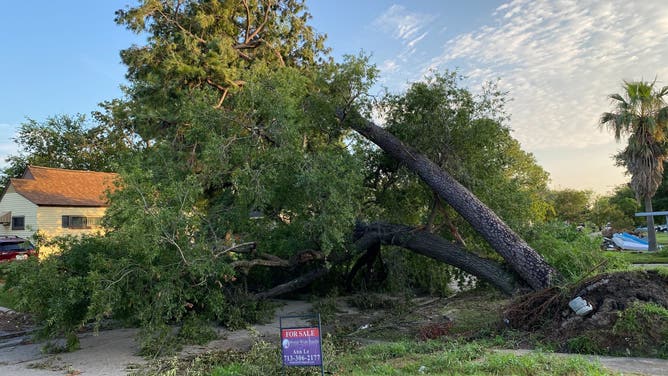 This image shows a massive tree in Houston that fell during Hurricane Beryl on Monday, July 8, 2024.