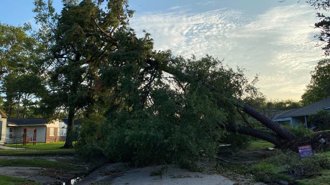 This image shows a massive tree in Houston that fell during Hurricane Beryl on Monday, July 8, 2024.