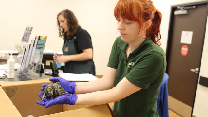 Houston SPCA’s Wildlife Center has already taken in more than 200 orphaned or injured wild animals after Hurricane Beryl slammed into the Texas coast.