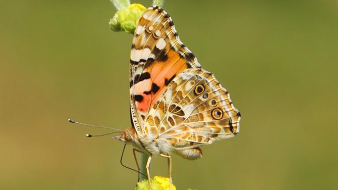 A painted lady butterfly.