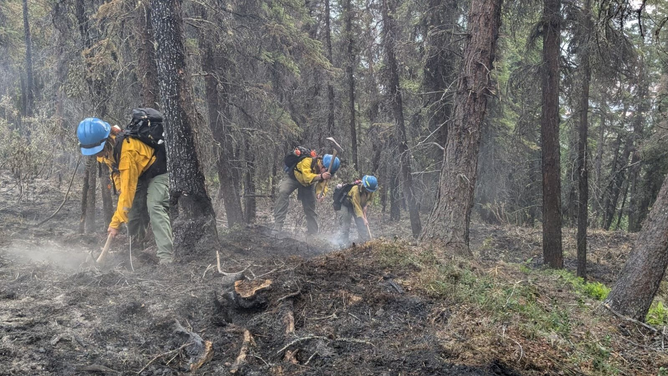 Members of the Western Area Fire Management Team in dense spruce mopping up one edge of the Riley Fire as part of initial attack efforts on July 2.