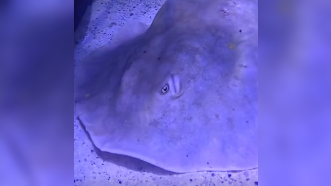 A screenshot of a video of Charlotte the stingray taken in April posted to the Team ECCO Facebook page. 