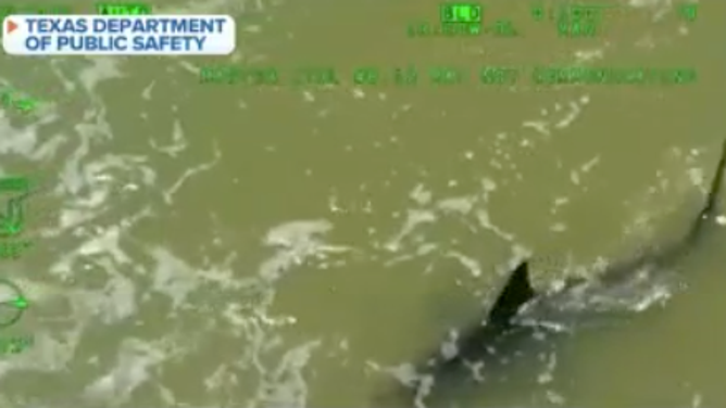 A view of a shark off South Padre Island, Texas, on July 4, 2024 following recent attacks.