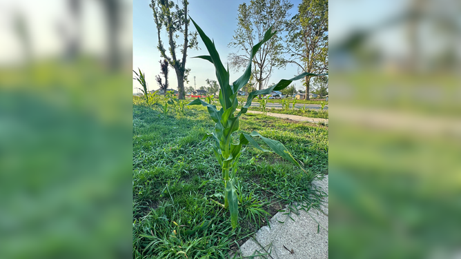 Corn grows throughout Greenfield, Iowa, after the town was devastated by an EF-4 tornado in May.