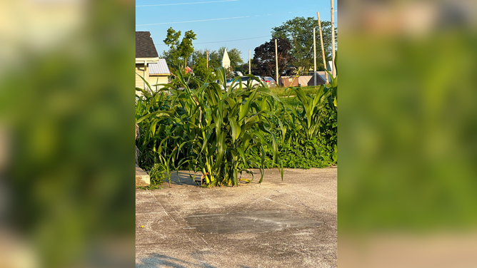 Corn grows throughout Greenfield, Iowa, after the town was devastated by an EF-4 tornado in May.