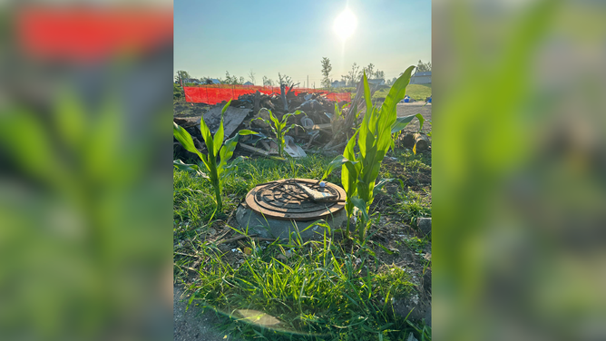 Corn grows throughout Greenfield, Iowa, after the town was devastated by an EF-4 tornado in May.