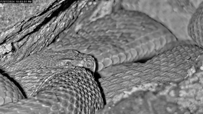 Insect crawls over a rattlesnake.