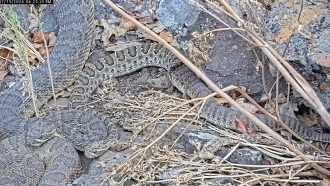 Rattlesnakes slither by each other.