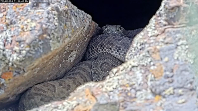 Rattlesnake peers at camera.