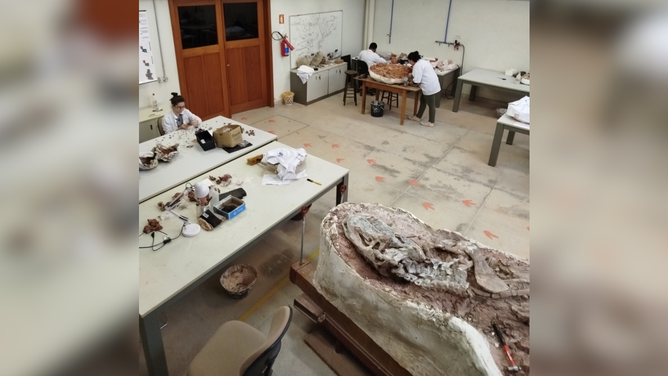 Fossil preparation work.