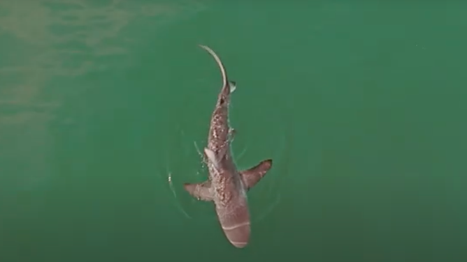 Dusty shark hunting off Gin Beach