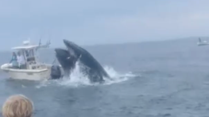 The whale breaches.