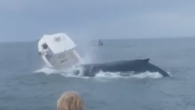 The whale lands onto the boat.
