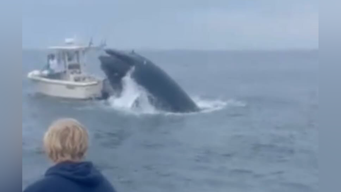 Wyatt Yager looks on as the whale lands on the fishing boat.