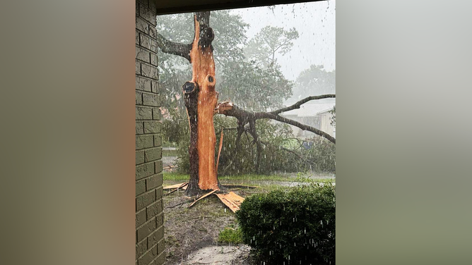 Also in the Valrico/Brandon area, another tree was struck by lightning.