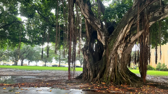 The Banyan tree where the teenagers stood.