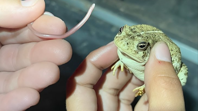 A look at the toad that was eating the New Mexico threadsnake.