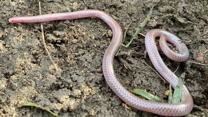 A look at the New Mexico threadsnake found by Kansas Wildlife & Parks.