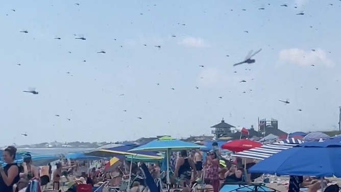 Dragonflies take over a Rhode Island beach on Saturday. 