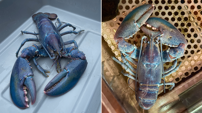 The two other "cotton candy" lobsters at the Seacoast Science Center.