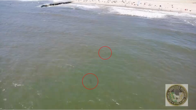 At least two sharks are spotted in this image of Rockaway Beach on Long Island. July 11, 2024.