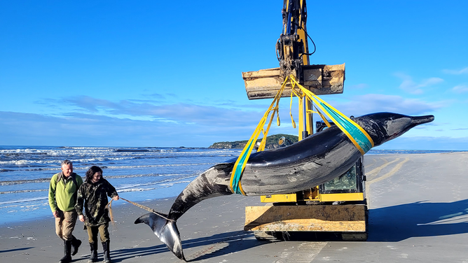 Jim Fyfe and Tūmai Cassidy walk alongside a rare spade-toothed whale, being moved by Trevor King. Image: New Zealand Department of Conservation