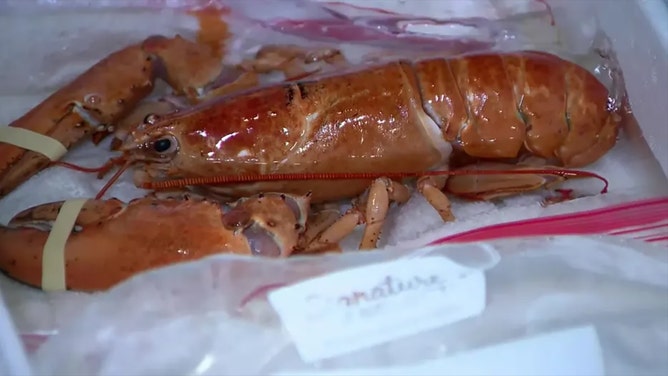 A rare orange lobster, found off the coast of Canada, nearly ended up being served at a restaurant in Colorado after being "accidentally delivered" to a Red Lobster in Pueblo.