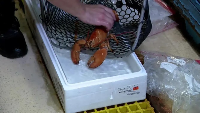 A rare orange lobster, found off the coast of Canada, nearly ended up being served at a restaurant in Colorado after being "accidentally delivered" to a Red Lobster in Pueblo.