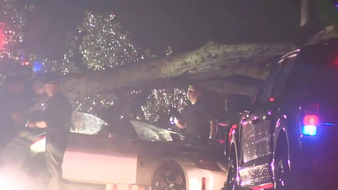 One person was killed when a tree fell on their car in the 5700 block of Vaughn Road in Canton on July 30, 2024. (FOX 5)