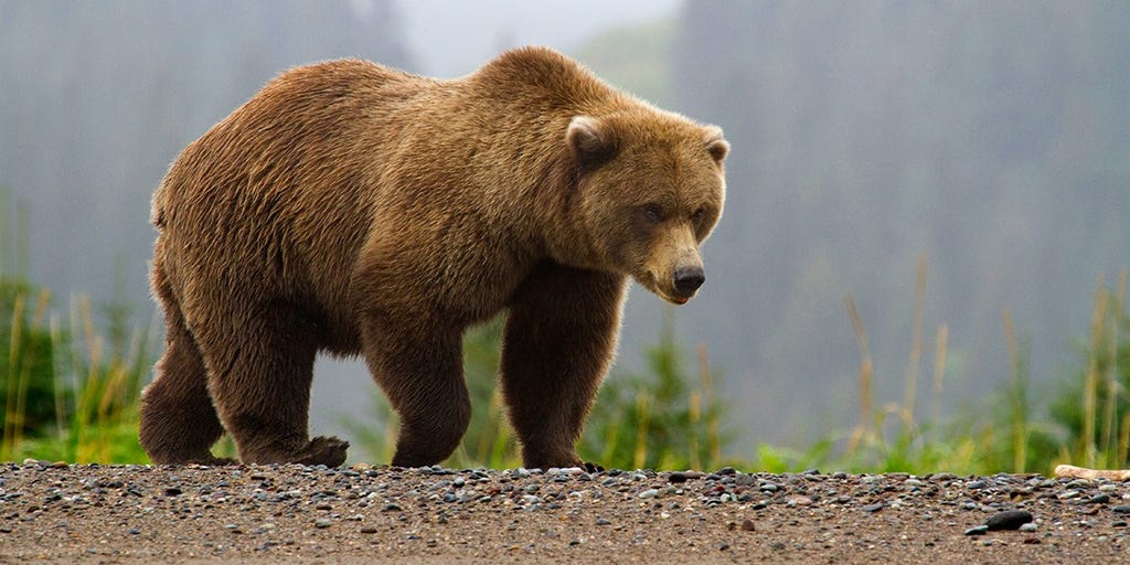 Hunter in Alaska mauled by brown bear and shot while trying to fend off attack