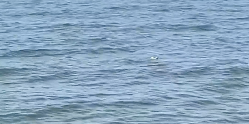 VIDEO: Alligator spotted near swimmers in Lake Erie