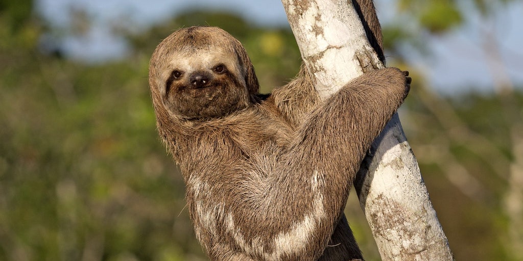 ‘Sloth fever’ spreads in the US after travelers return from overseas