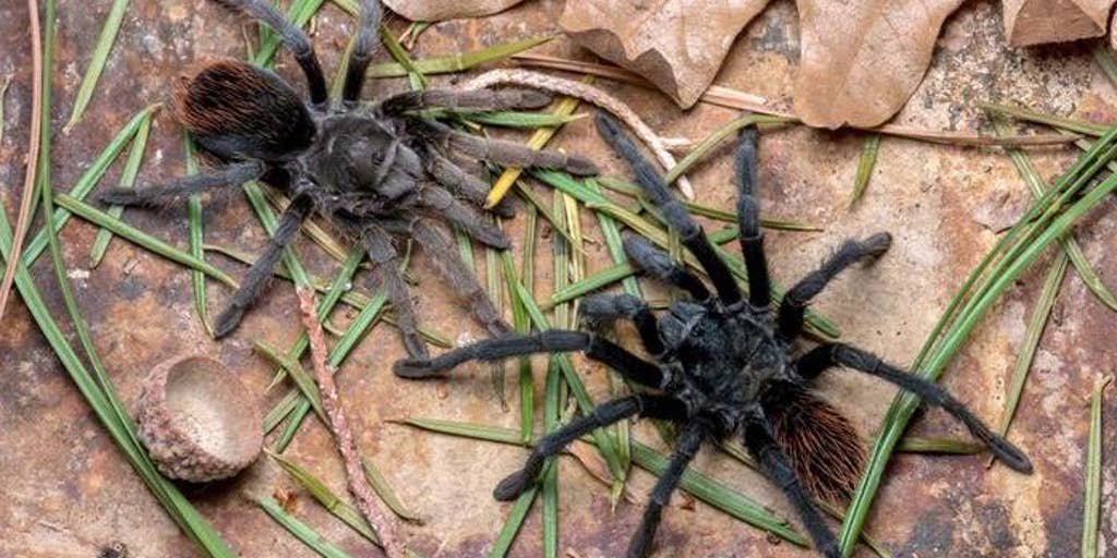 New tarantula species discovered in Southwest US