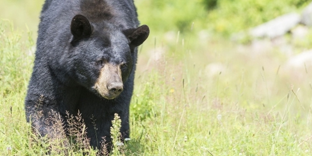 3-year-old girl attacked by bear in Montana