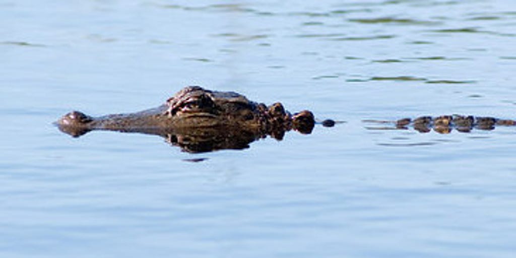 VIDEO Alligators swims through Debby floodwater in South Carolina