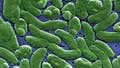 Louisiana officials urge caution after 5 confirmed deaths from flesh-eating bacteria - Fox News
