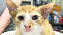 Meet Audio, a Tennessee kitten with 4 ears