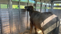 Aggressive’ water buffalo that escaped slaughter in Iowa captured after dayslong search