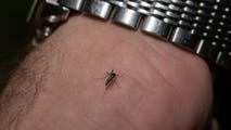 Rare, deadly mosquito virus has New England town closing parks every evening