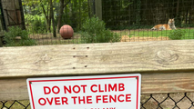 Woman climbs into Bengal tiger enclosure at New Jersey zoo, nearly gets bitten