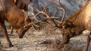 Yellowstone visitors warned to stay away from bull elk during fall mating season