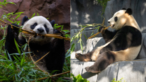 First giant pandas to enter US in 21 years make their debut at San Diego Zoo