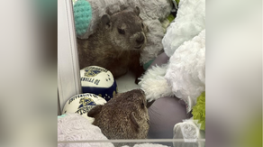 See it: Groundhog found burrowing inside claw machine game in Pennsylvania