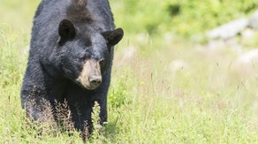 Black bear attacks 3-year-old girl in Montana